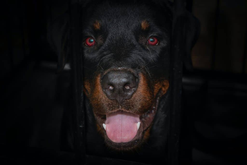 rottweiler_chien