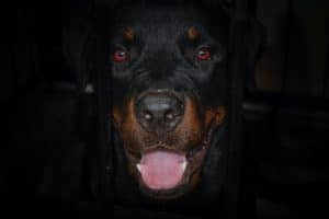 rottweiler_chien